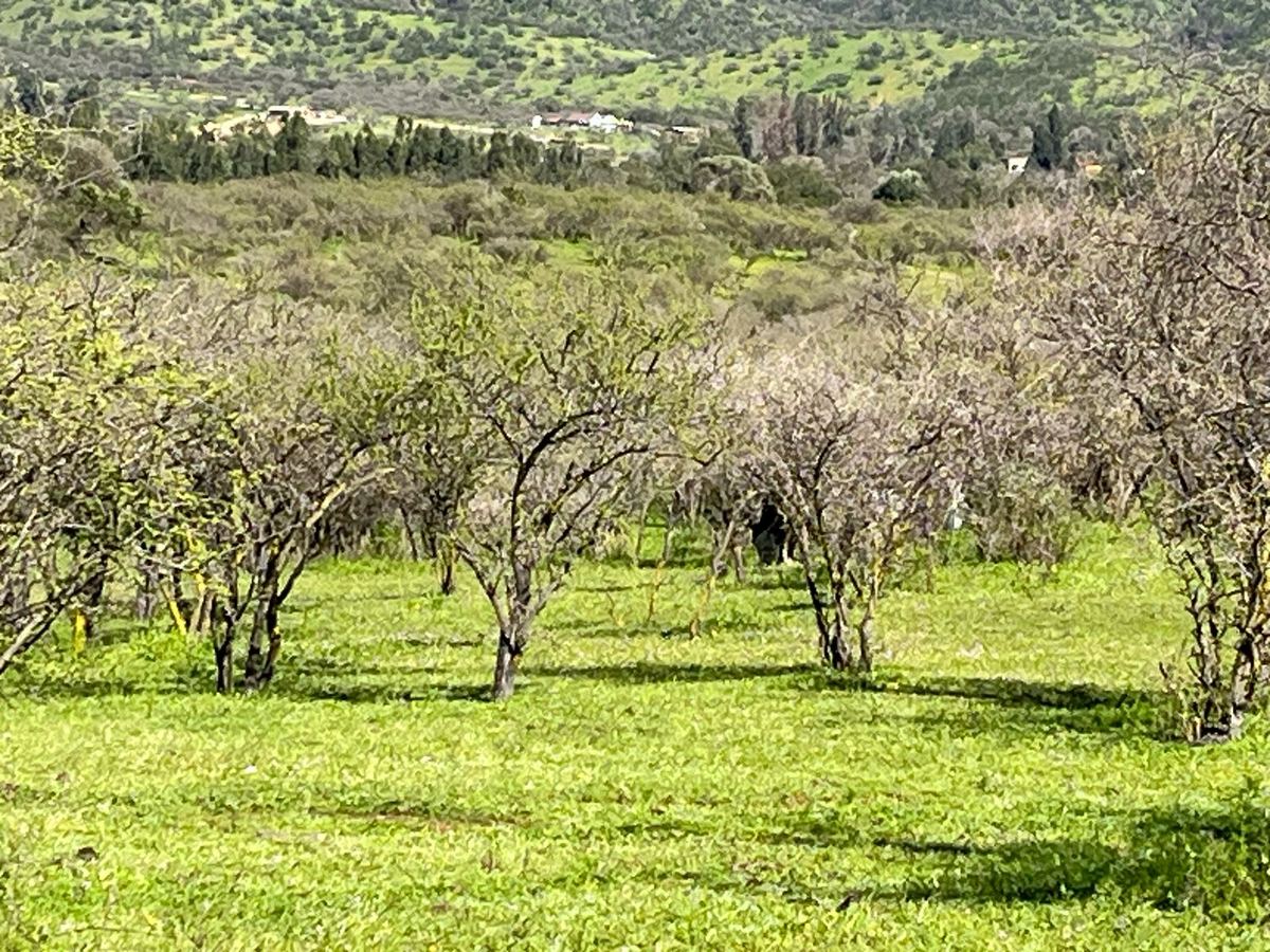 Parcela con árboles y pasto verde